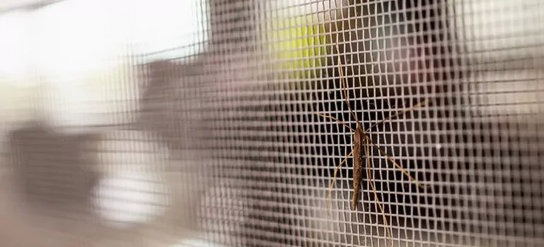 Repair Mosquito Mesh For Windows in Cambridge, Ontario